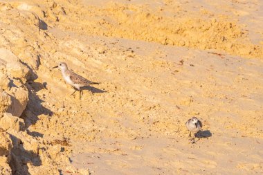 Sandpiper çullukları erkek kuş çullukları kum suyunda koşan dişi kuş kuşları ve Playa del Carmen Quintana Roo Mexico 'daki tropik Meksika Karayip sahillerinde dalgalar..