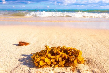 Fresh yellow orange sea weed sea grass sargassum or sargazo on beach sand at tropical mexican caribbean sea in Playa del Carmen Mexico. clipart