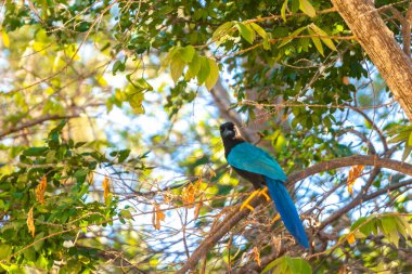 Ağaçtaki Yucatan kuş kuşları, Playa del Carmen Quintana Roo Meksika 'daki tropikal orman ormanlarında bir dalın tepesindeki ağaçların tepesinde..
