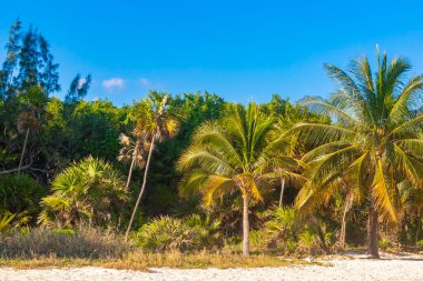 Playa del Carmen Quintana Roo Meksiko 'da mavi gökyüzü ve orman ormanlarında bitki ağaçları ve köknar ağaçları olan tropik Meksika Karayip plajı doğası..