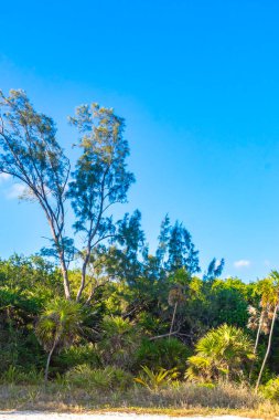 Playa del Carmen Quintana Roo Meksiko 'da mavi gökyüzü ve orman ormanlarında bitki ağaçları ve köknar ağaçları olan tropik Meksika Karayip plajı doğası..