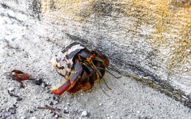 Büyük keşiş yengeci Cancun Quintana Roo Mexico 'daki Isla Contoy adasında kumsalda sürünür..