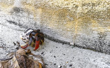 Large hermit crab crawls on sand on the beach on Isla Contoy island in Cancun Quintana Roo Mexico. clipart