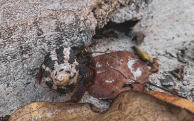 Large hermit crab crawls on sand on the beach on Isla Contoy island in Cancun Quintana Roo Mexico. clipart