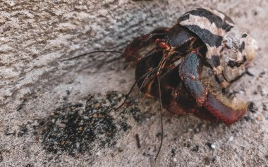 Large hermit crab crawls on sand on the beach on Isla Contoy island in Cancun Quintana Roo Mexico. clipart