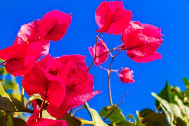 Güzel bougainvillea kırmızı ve pembe çiçekler ve çiçek ağaçları Playa del Carmen Quintana Roo Meksika 'da arka planda.