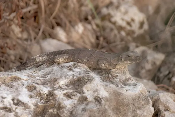 stock image Huge Iguana lizard gecko animal sits on rock at the natural tropical jungle and forest in Playa del Carmen Quintana Roo Mexico.