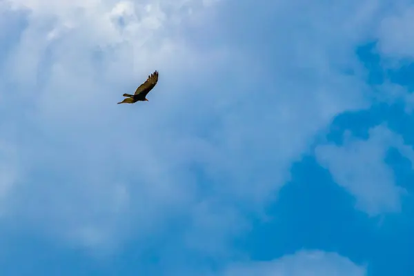 stock image Tropical Black Turkey Vulture Cathartes aura aura flies lonely with blue cloudy sky background in Playa del Carmen Quintana Roo Mexico.