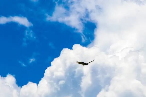 stock image Tropical Black Turkey Vulture Cathartes aura aura flies lonely with blue cloudy sky background in Playa del Carmen Quintana Roo Mexico.