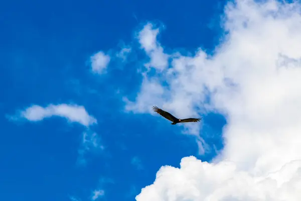 stock image Tropical Black Turkey Vulture Cathartes aura aura flies lonely with blue cloudy sky background in Playa del Carmen Quintana Roo Mexico.