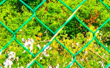 Yellow bird birds in tree top in Playa del Carmen Quintana Roo Mexico. clipart