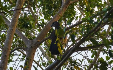 Playa del Carmen Quintana Roo Meksika 'da ağaçların tepesindeki sarı kuşlar..