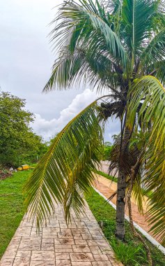 Playa del Carmen Quintana Roo Meksika 'da ağaçların tepesindeki sarı kuşlar..