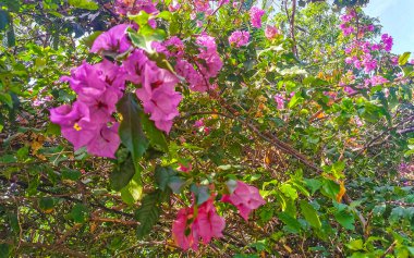 Playa del Carmen Quintana Roo Meksika 'da ağaçların tepesindeki sarı kuşlar..