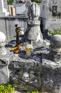 Playa del Carmen Quintana Roo Meksika 'da ağaçların tepesindeki sarı kuşlar..