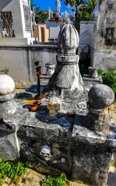 Playa del Carmen Quintana Roo Meksika 'da ağaçların tepesindeki sarı kuşlar..