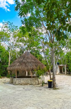 Playa del Carmen Quintana Roo Meksika 'da ağaçların tepesindeki sarı kuşlar..