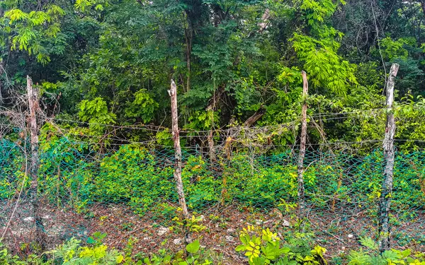 Playa del Carmen Quintana Roo Meksika 'da ağaçların tepesindeki sarı kuşlar..