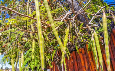 Tohumlar ve çiçekler sabah ağacının çiçek açması ve yeşil ağaç tepesi Playa del Carmen Quintana Roo Meksika 'da mavi gökyüzü arka planına sahip.