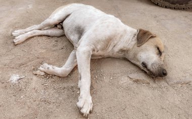 Sokak köpeği Puerto Escondido Oaxaca 'da sokakta uyuyor ve dinleniyor..
