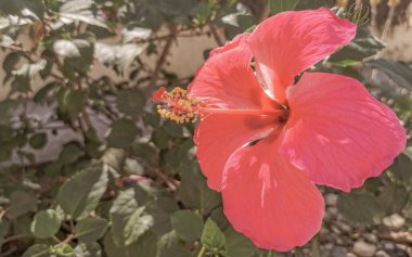 Kırmızı güzel çiçek çiçekleri Zicatela Puerto Escondido Oaxaca Meksika 'daki çalı ağacı.