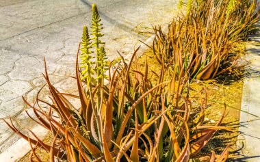 Aloe Vera Agave kaktüs kaktüs bitkisi çiçekli sarı çiçekler Zicatela Puerto Escondido Oaxaca Meksika 'da.