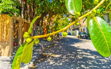 Kocaman yaşlı Banyan Ficus İnsipida ağacı. Playa del Carmen Quintana Roo Meksika 'da incir ağacı ve meyve ağacı..