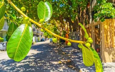 Kocaman yaşlı Banyan Ficus İnsipida ağacı. Playa del Carmen Quintana Roo Meksika 'da incir ağacı ve meyve ağacı..