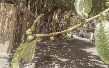 Kocaman yaşlı Banyan Ficus İnsipida ağacı. Playa del Carmen Quintana Roo Meksika 'da incir ağacı ve meyve ağacı..