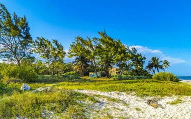 Playa del Carmen Quintana Roo Meksika 'da tropik Meksika Karayip plajı bitkileri, orman ormanlarında köknar ağaçları, mavi gökyüzü ve kumsal kumları..