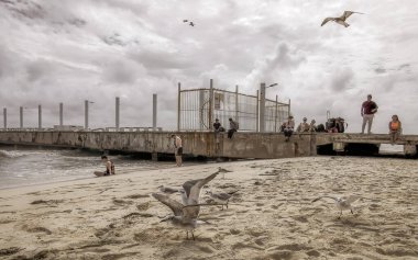 Martı martıları deniz kuşları Playa del Carmen Quintana Roo Meksika 'da beyaz kumsalda yürüyor..