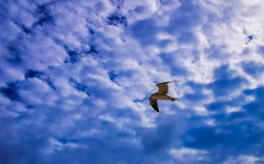 Flying seagull bird with blue sky background with clouds in Playa del Carmen Quintana Roo Mexico.