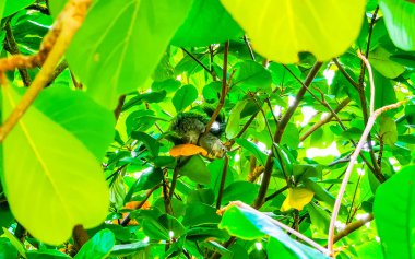 Meksika gri sincabı Playa del Carmen Quintana Roo Meksika 'daki ağaçta.