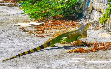 Playa del Carmen Quintana Roo Mexico 'daki kaya duvarında Karayip yeşili iguana sürüngen kertenkelesi.