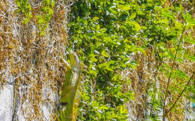 Playa del Carmen Quintana Roo Mexico 'daki kaya duvarında Karayip yeşili iguana sürüngen kertenkelesi.