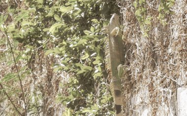 Caribbean green iguana reptile lizard on wall rock in Playa del Carmen Quintana Roo Mexico. clipart