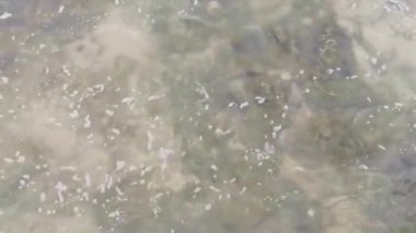 Playa del Carmen Quintana Roo Meksika 'daki Karayipler sahilinde kayalar ve mercanlar.