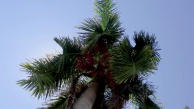 Playa del Carmen Quintana Roo Meksika 'da palmiye ağaçları yiyen tropik sarı kral kuşu sinekkuşu kuş yakalayıcısı kuşlar..