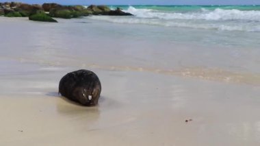Açık turkuaz mavi sularda hindistan cevizi ve deniz kıyılarında dalgalar ve Playacar Playa del Carmen Mexico 'daki tropik Meksika karayip plaj manzarası..