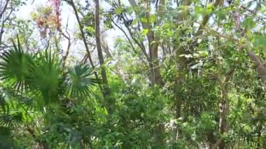 Playa del Carmen Quintana Roo Meksiko 'da mavi gökyüzü ve orman ormanlarında bitki ağaçları ve köknar ağaçları olan tropik Meksika Karayip plajı doğası..
