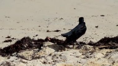 Büyük Kuyruklu Grackle Quiscalus Meksikalısı erkek kuş dişi kuş Playa del Carmen Quintana Roo Meksika 'da tropik Meksika kumsalında yürüyor..
