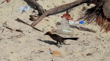 Büyük Kuyruklu Grackle Quiscalus Meksikalısı erkek kuş dişi kuş Playa del Carmen Quintana Roo Meksika 'da tropik Meksika kumsalında yürüyor..