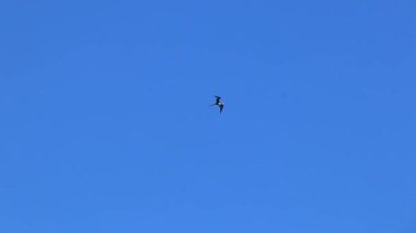 Fregat bird birds flock are flying around with blue sky clouds background in Playa del Carmen Quintana Roo Mexico.