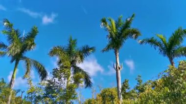 Karayip Playa del Carmen Quintana Roo Meksika 'da mavi gökyüzü geçmişi olan tropik doğal Meksika palmiye ağacı palmiyeleri..