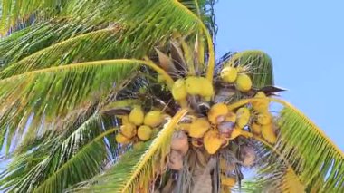 Karayip Playa del Carmen Quintana Roo Meksika 'da Hindistan cevizi ve mavi gökyüzü geçmişi olan tropik doğal Meksika palmiye ağaçları..