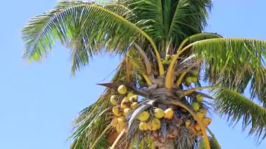 Karayip Playa del Carmen Quintana Roo Meksika 'da Hindistan cevizi ve mavi gökyüzü geçmişi olan tropik doğal Meksika palmiye ağaçları..