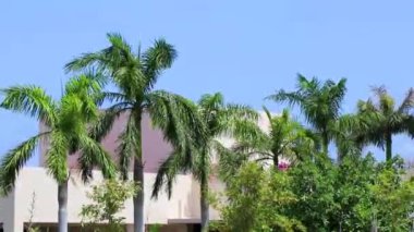 Karayip Playa del Carmen Quintana Roo Meksika 'da mavi gökyüzü geçmişi olan tropik doğal Meksika palmiye ağacı palmiyeleri..