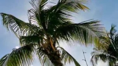 Karayip Playa del Carmen Quintana Roo Meksika 'da mavi gökyüzü geçmişi olan tropik doğal Meksika palmiye ağacı palmiyeleri..