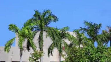 Karayip Playa del Carmen Quintana Roo Meksika 'da mavi gökyüzü geçmişi olan tropik doğal Meksika palmiye ağacı palmiyeleri..