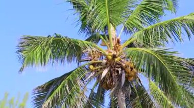 Karayip Playa del Carmen Quintana Roo Meksika 'da Hindistan cevizi ve mavi gökyüzü geçmişi olan tropik doğal Meksika palmiye ağaçları..